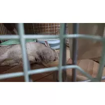 ゆうか