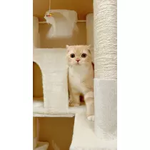 あおい