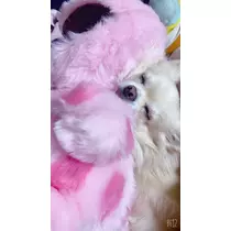 しずく