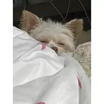 七夕 ゆき