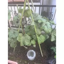 ひなた