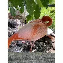 長瀬 純恋