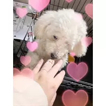 あおい