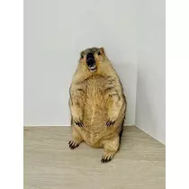 はるせ