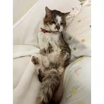 美玲