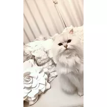 由依