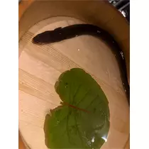 うづき ふうか