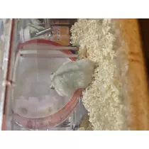 ちゃお