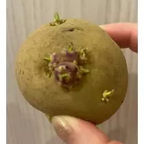七瀬