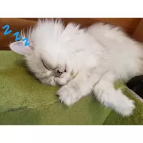 エミ （スタッフ）