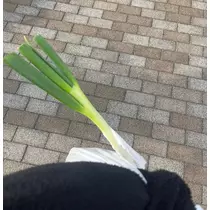 へべれけ酔拳あや