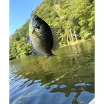 きょうか