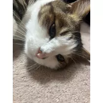 ひなの