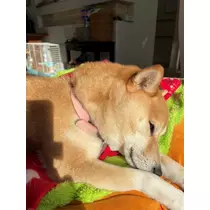 ツンデレかなの