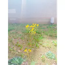 さくら