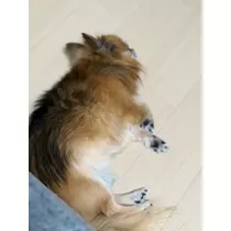 めい