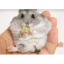 あやか