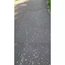 のはら かすみ