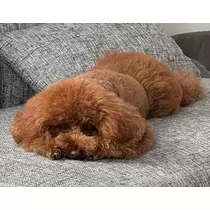 美好 もも