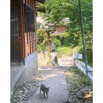 ねね
