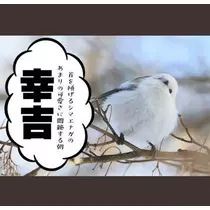 ひな
