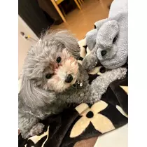 うづき ふうか
