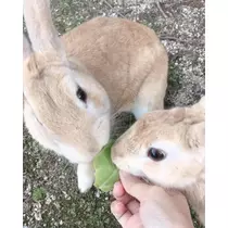 花園 ひめか