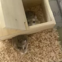ちゃお