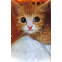 あん