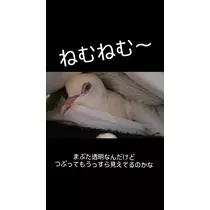 レイラ