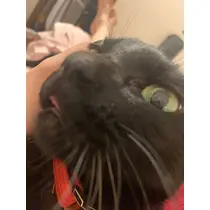 トモミ