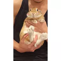 鼻のアナナ（スタッフ）