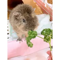 お茶の水うらん