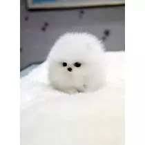 さくら