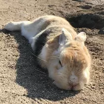 花園 ひめか