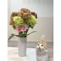 諸葛亮ねる