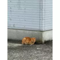 ひめ