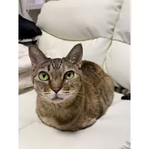 華宮 れい