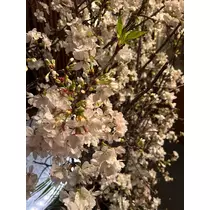 美月