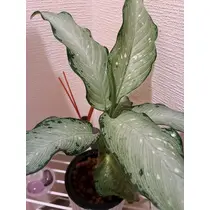 明菜