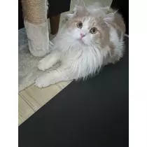 天羽 もか