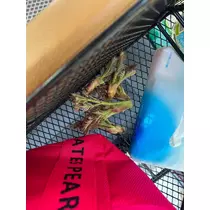 かおり