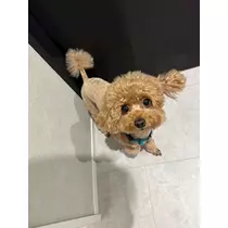 まお