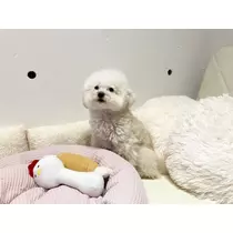 夏樹 あや