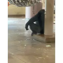 えりか