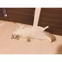 あこ