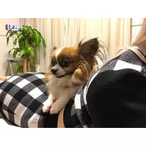 あいら