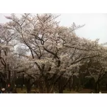 なお