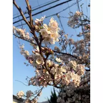 佐野 エマ
