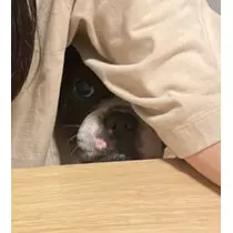 さくら